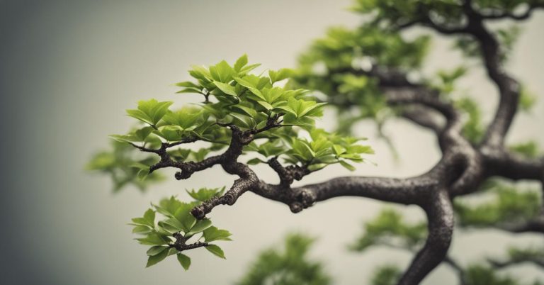 Grab bonsai: Pielęgnacja i przesadzanie carpinus betulus