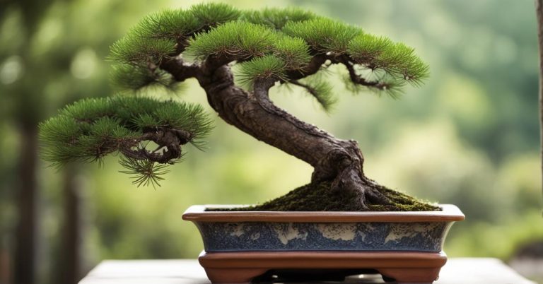 Bonsai z sosny: Piękne drzewo Pinus - oferta, pielęgnacja rośliny