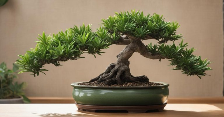 Podokarp wielkolistny (Podocarpus macrophyllus) - sztuka bonsai i więcej