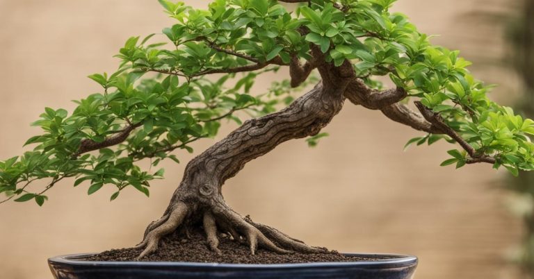 Wiąz drobnolistny bonsai - Ulmus parvifolia w Twoim domu i ogrodzie