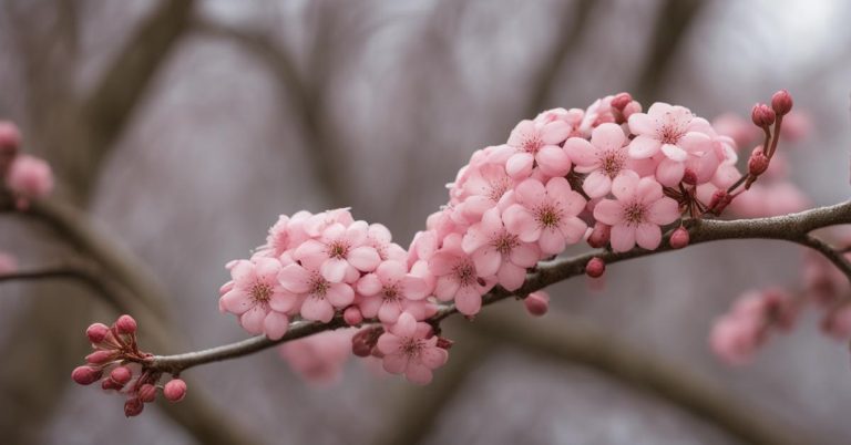 Kalina dawn jak szybko rośnie? Krzew Viburnum bodnantense 'Dawn'