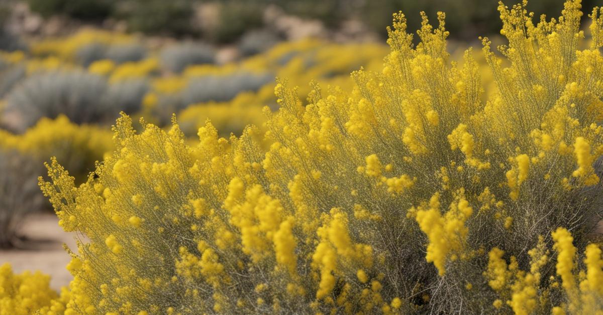 Jak wygląda żarnowiec miotlasty? Cytisus boskoop ruby – krzew i kwiat