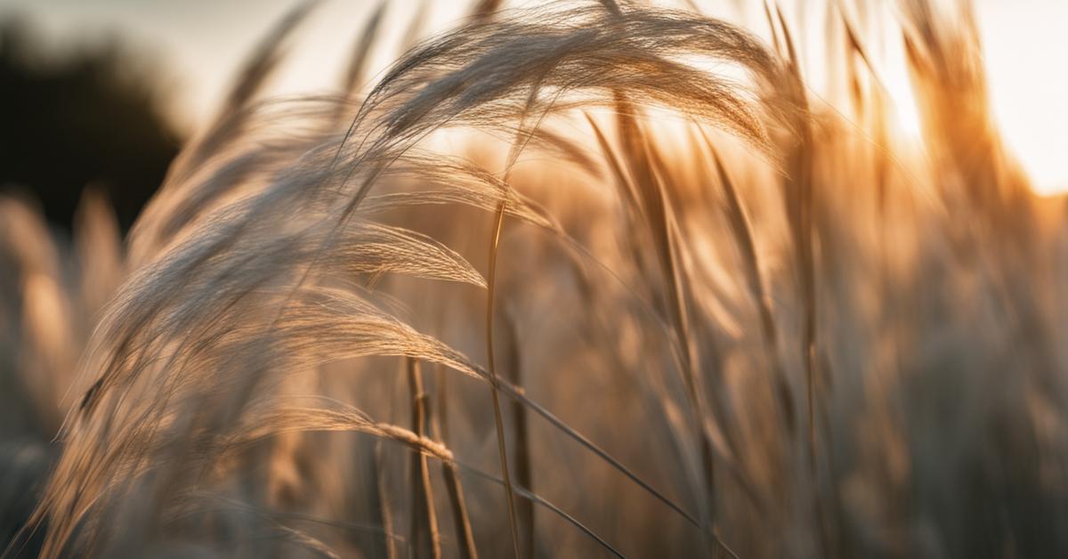 Miskant chiński kiedy sadzić? Uprawa traw ozdobnych w ogrodzie: gracillimus.