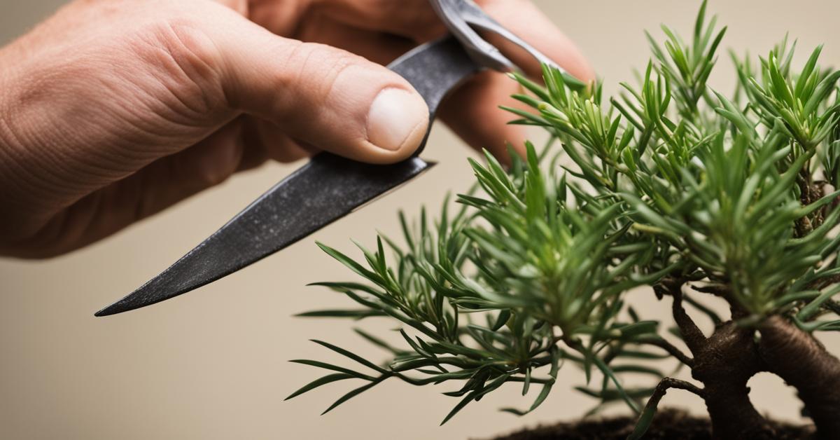 podocarpus bonsai