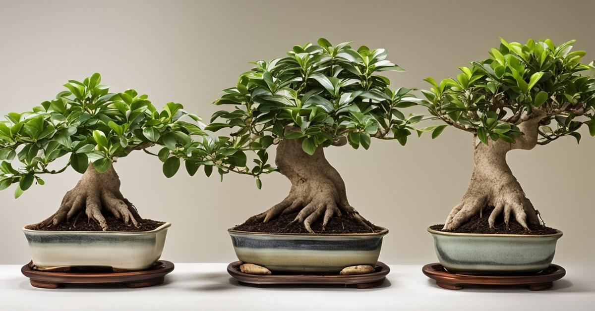 fikus bonsai