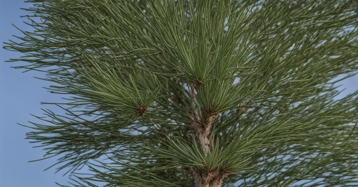 Zdjęcie młodej sosny białej (Pinus strobus) w ogrodzie lub parku, ukazujące jej smukły pień i stożkowaty pokrój.